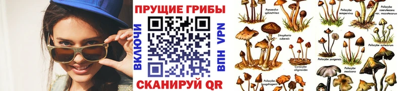 Псилоцибиновые грибы Cubensis  mega как зайти  Луховицы 