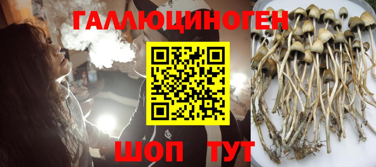 Псилоцибиновые грибы Psilocybine cubensis Луховицы
